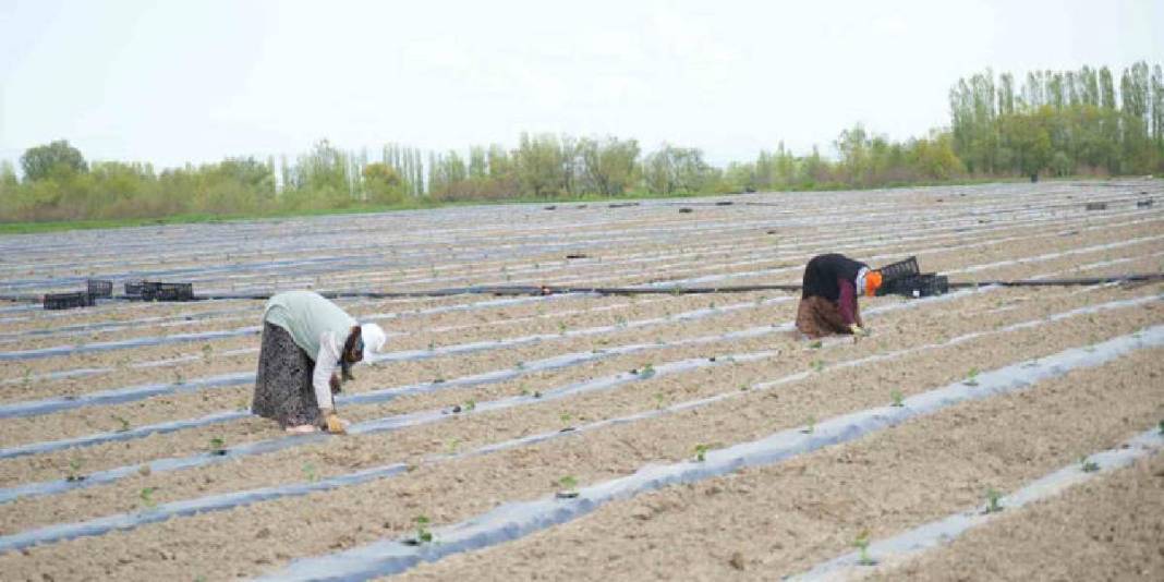 Tadı ve aroması fark yaratıyor! 2026’da 240 binden fazla üretim hedefleniyor 3